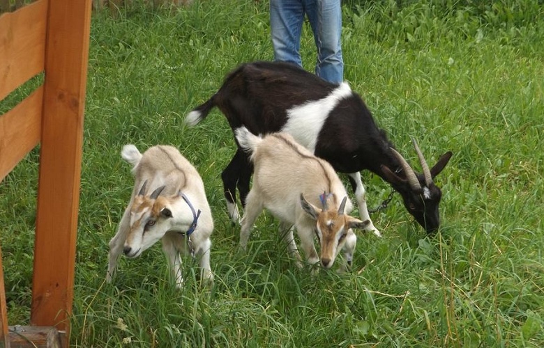 Agroturystyka Kaszuby ze Zwierzętami